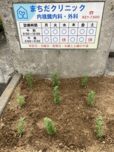 ラベンダーを植えました