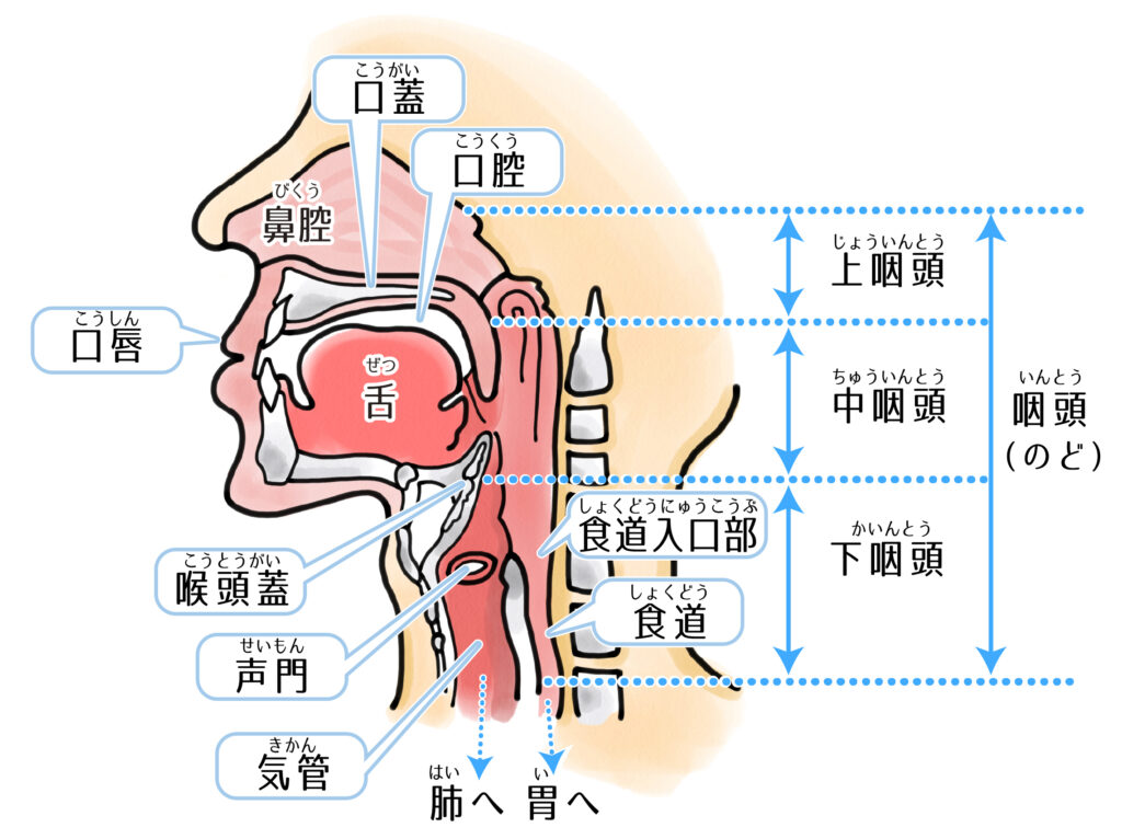 のどと気管、食道